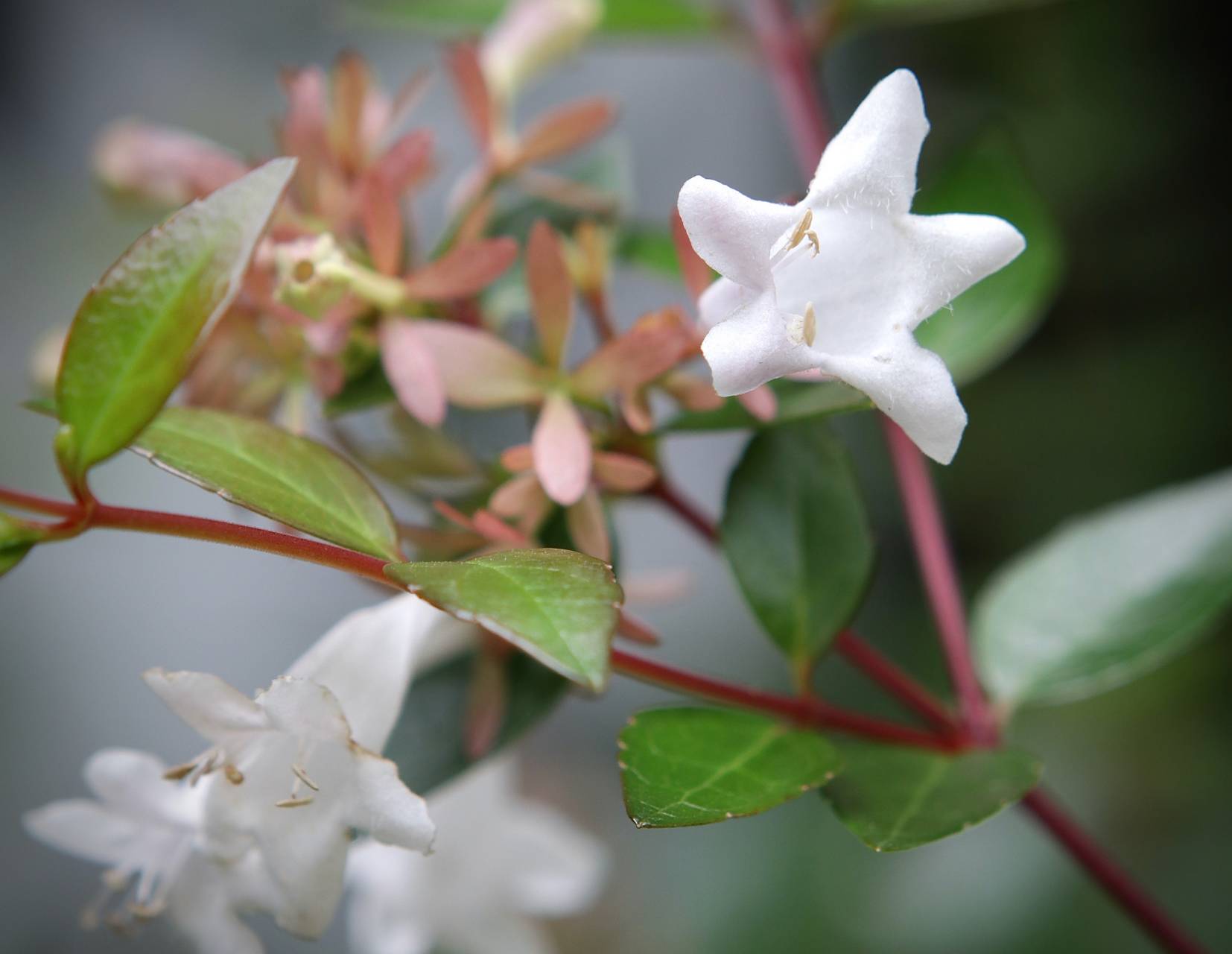 Photo of Glossy Abelia